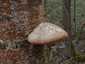 Nyírfa-tapló (Fomitopsis betulina), Dél-Pest
